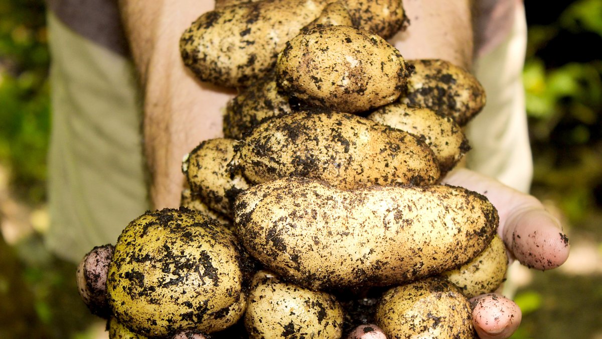 Un agricultor muestra patatas recién arrancadas de un puesto en una explotación agraria
