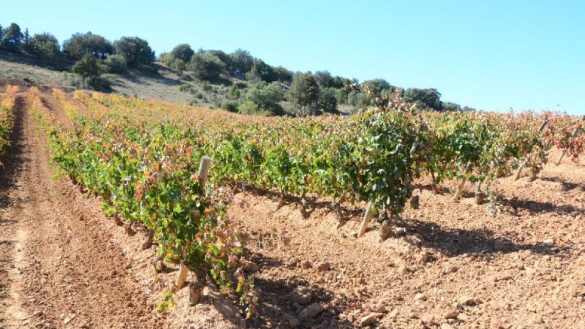 Viñedo en la provincia de Soria