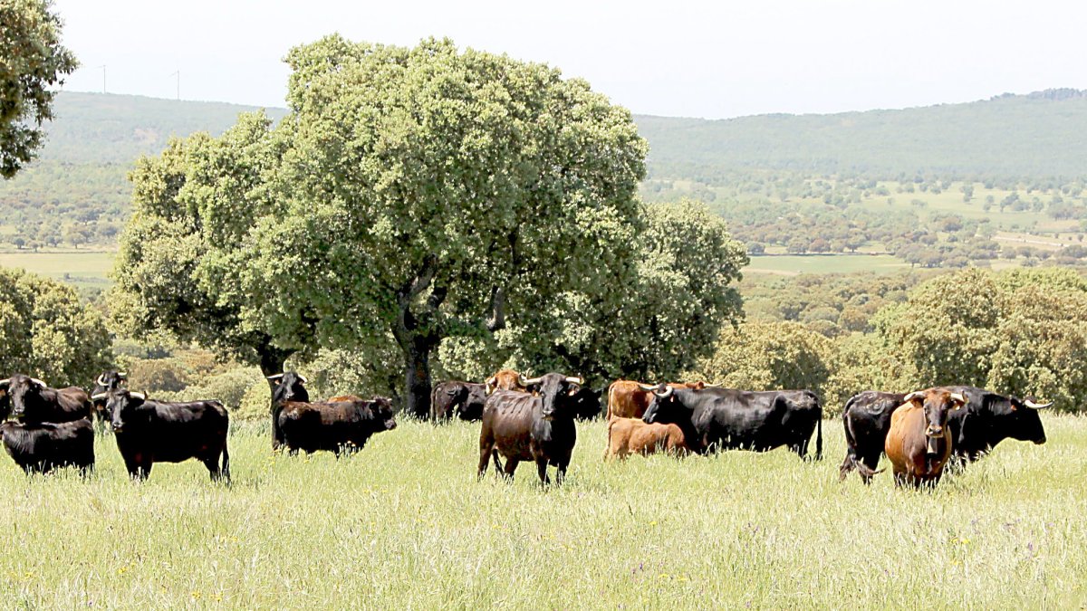 Vacas de la ganadería Montalvo de Salamanca