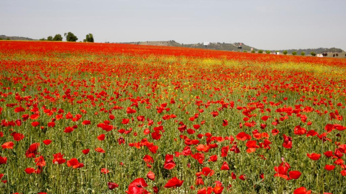 Campo de amapolas junto a las A-62