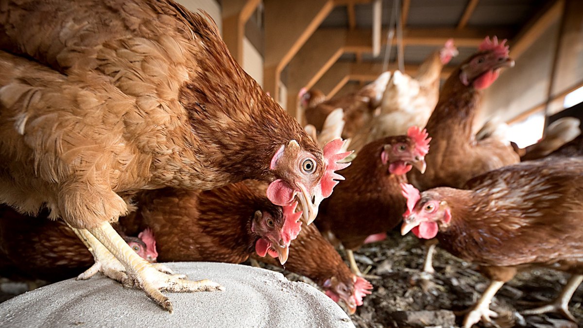 Las nuevas líneas de seguro contemplan una reducción de tarifas en aviar de puesta y aviar de carne
