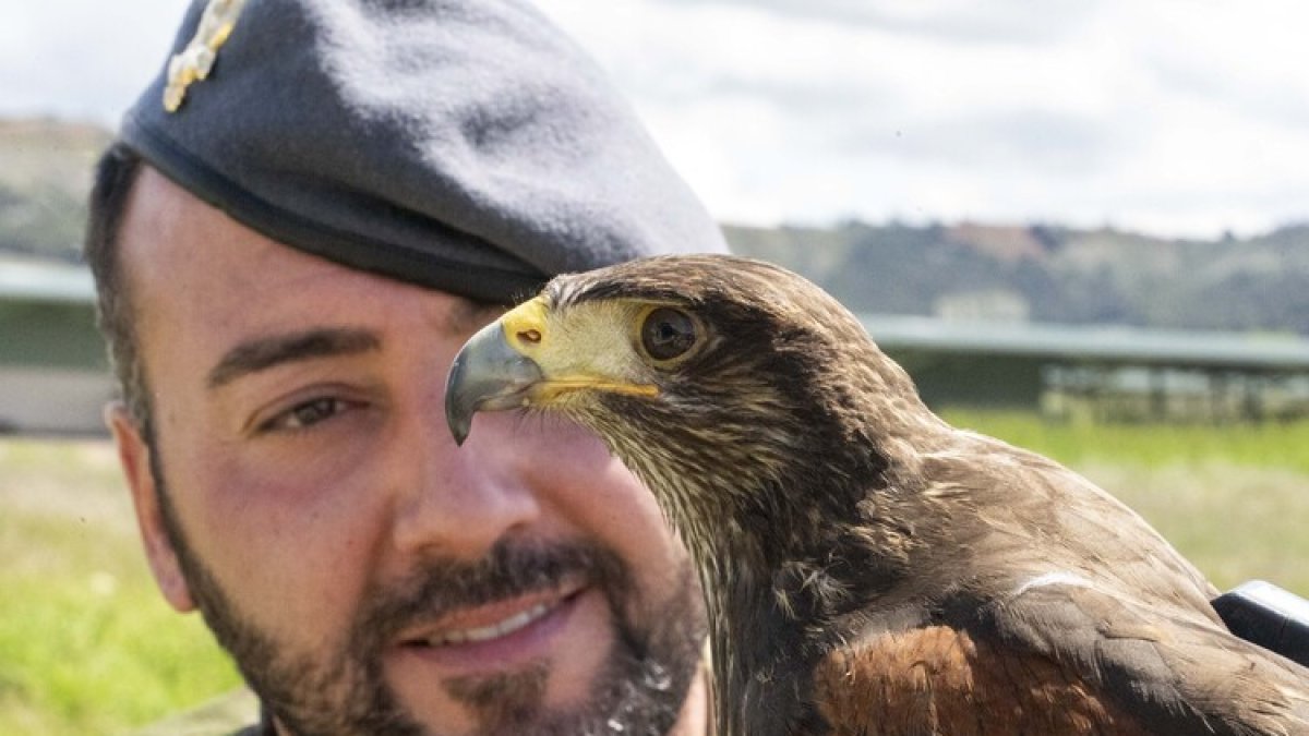 El cabo Polo con Espuela, ejemplar de águila de Harris incorporado al regimiento Farnesio 12 de Valladolid.