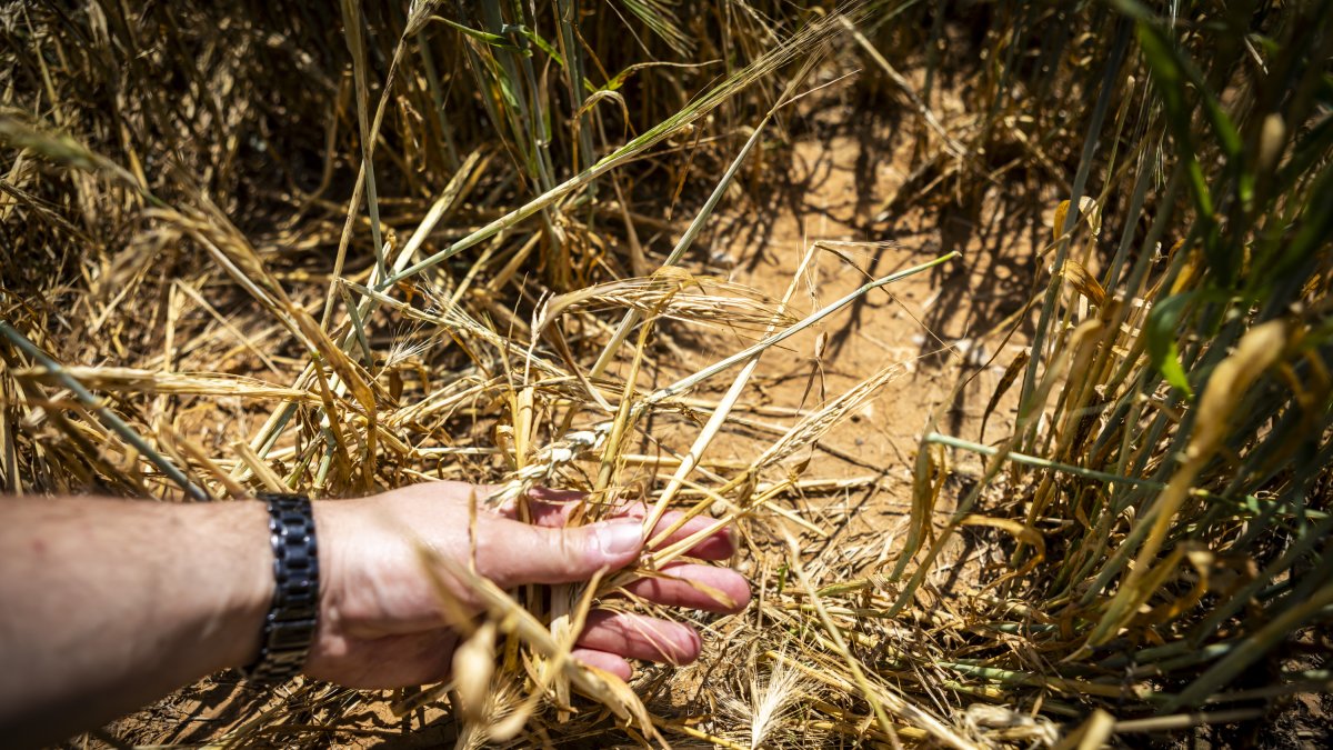 Finca de cereal en la provincia de Soria arrasada por las tormentas de los últimos días