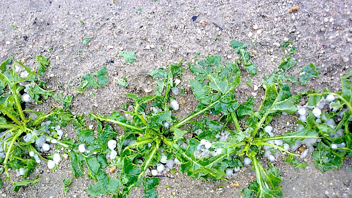 Daños por pedrisco en un campo de cultivo