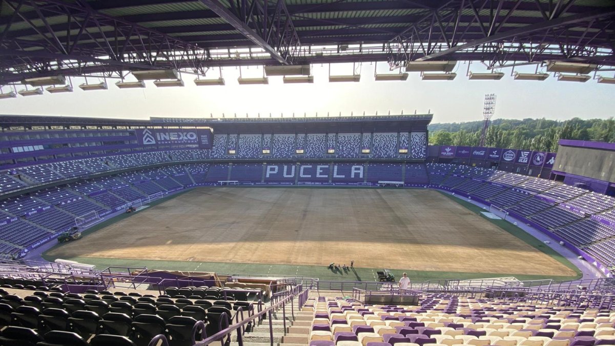 Aspecto del césped de Zorrilla, con las raíces al aire antes de la resiembra.