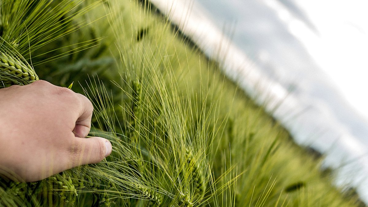 Un agricultor examina las espigas verdes de su cultivo en un campo de trigo.
