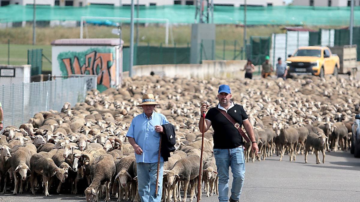 Un rebaño trashumante atraviesa la ciudad de León el pasado 12 de junio. Otro partirá de Salamón el próximo domingo.