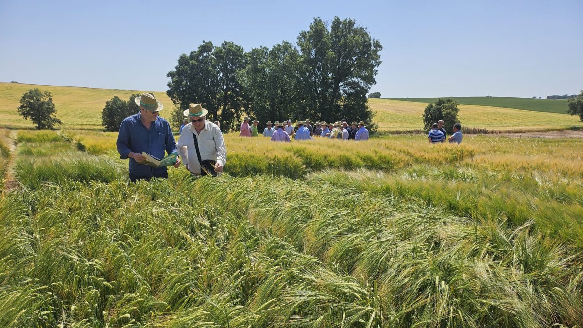 Visita de un grupo de agricultores a los campos de ensayo.