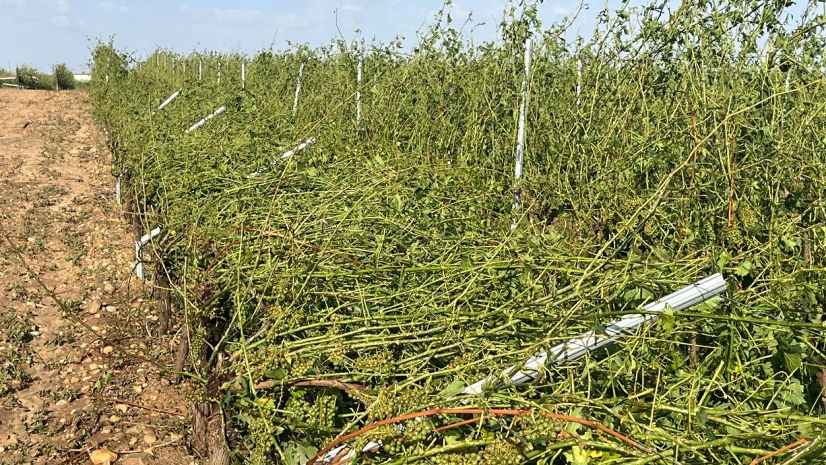 Viñedos de la DO Rueda tumbados tras la tromba de lluvia y granizo.