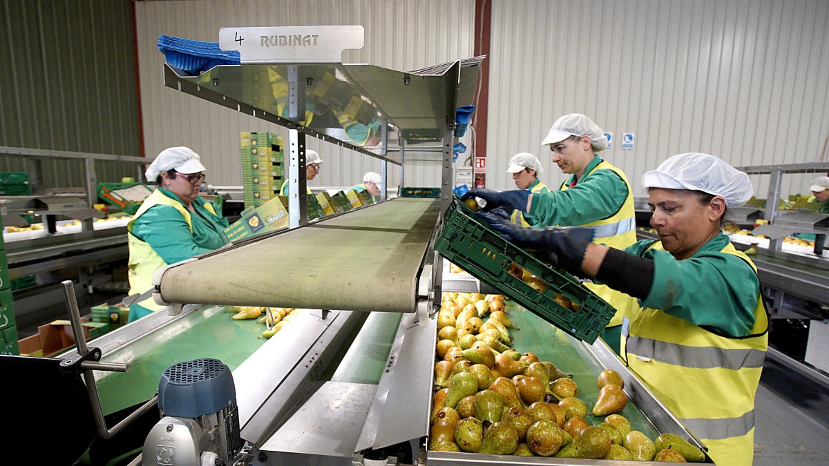 Trabajadores en las instalaciones de la cooperativa Cofrubi (Comercial Fruticultores del Bierzo), en Carracedelo (León), en una imagen de archivo