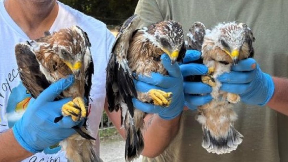 Crías de águila de Campo Grande en Valladolid.