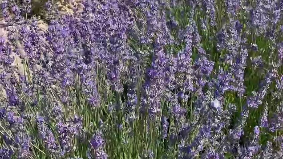 Un mar de lavanda en Valladolid