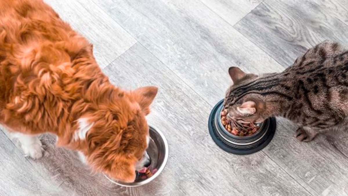 Tienda Online Superpet