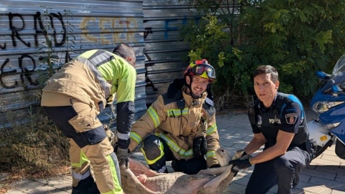 Rescatada una oveja que caminaba por la VA-20 y casi provoca un accidente en Valladolid.