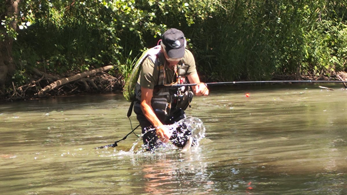 Un aficionado con una trucha en un cauce, antes de ser liberad.