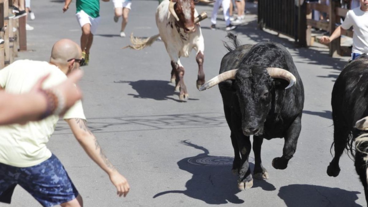 Encierro urbano con los novillos de Martín Lorca.