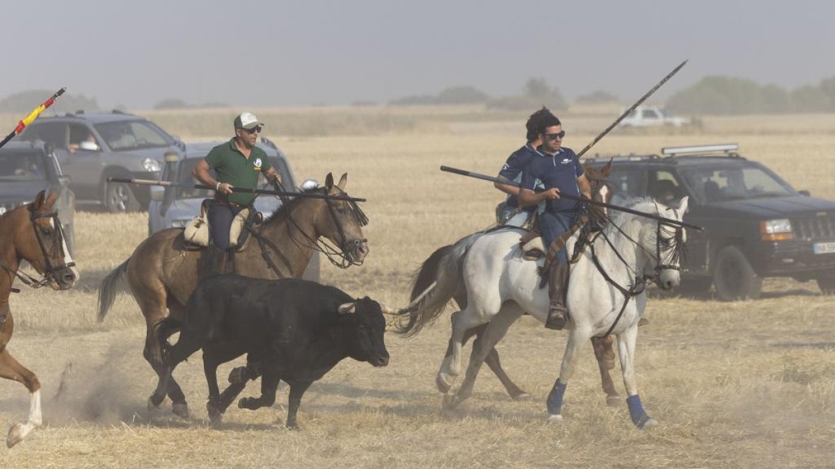 Encierro por el campo de Íscar