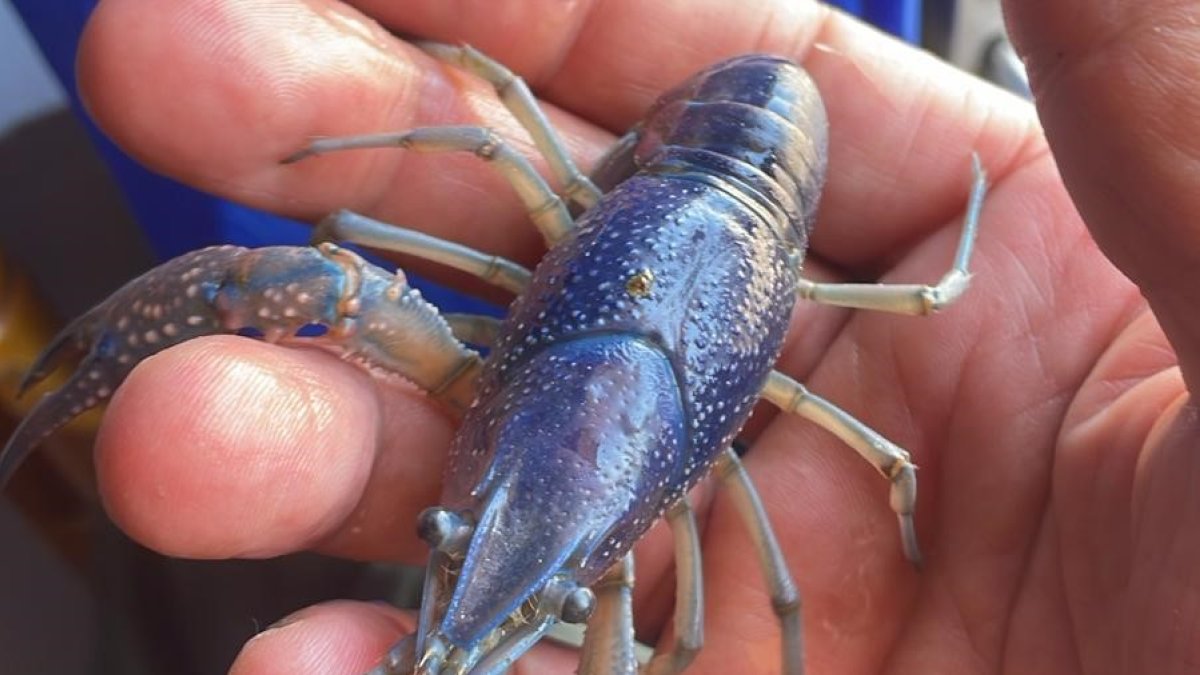 El cangrejo azul, que resultó ser un cangrejo rojo americano, en manos de su pescador.