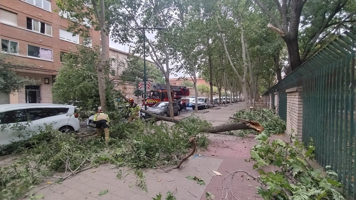 Los bomberos retiran una rama caída en una calle de Valladolid