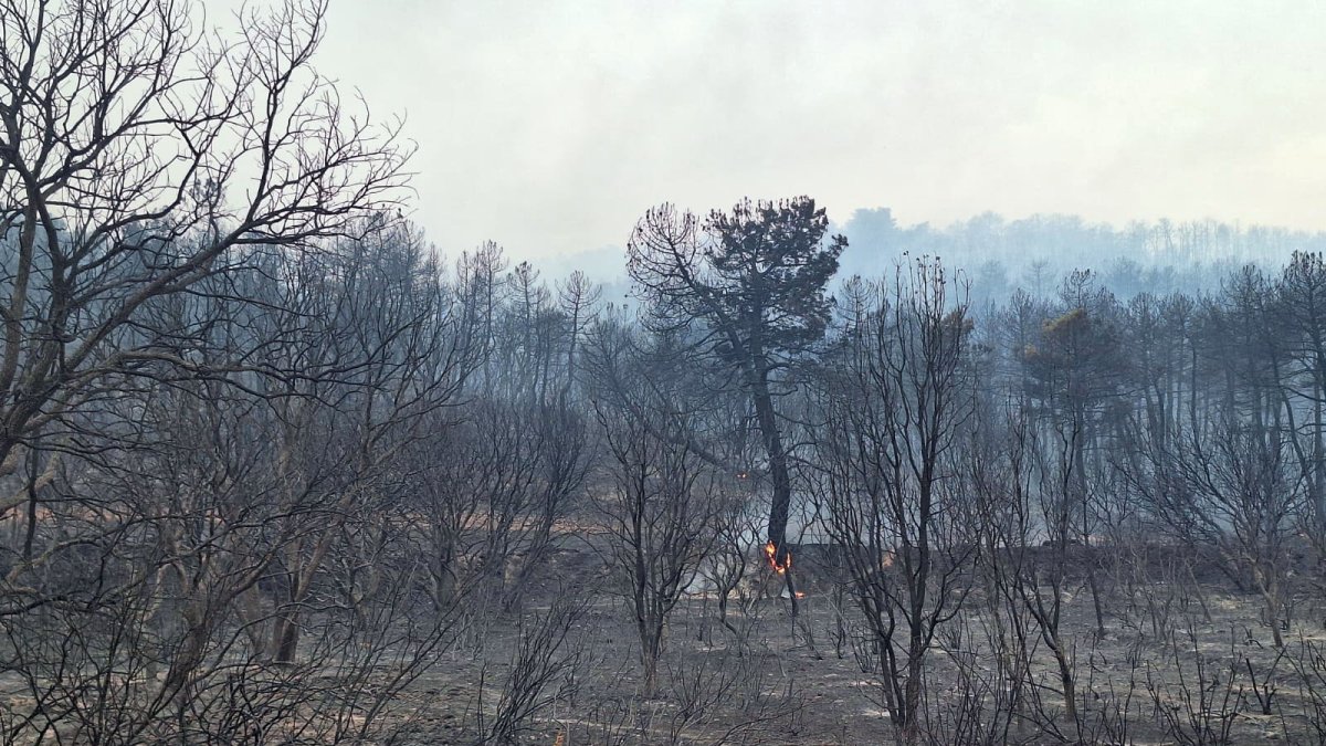 Bosques quemados tras el paso de un incendio entre las localidades leonesas de La Nora del Río y Genestacio de la Vega