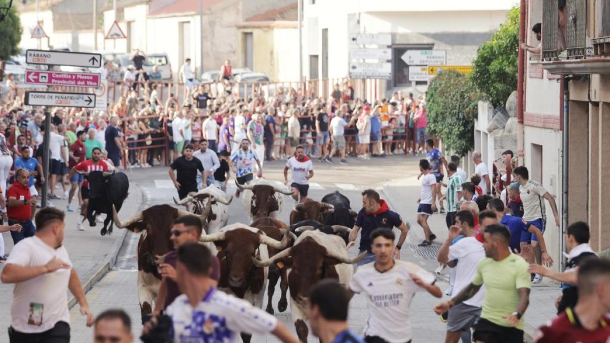 Imagen del segundo encierro de Peñafiel.