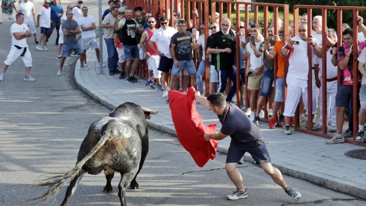 Imagen del encierro del Toro de San Roque en Tudela