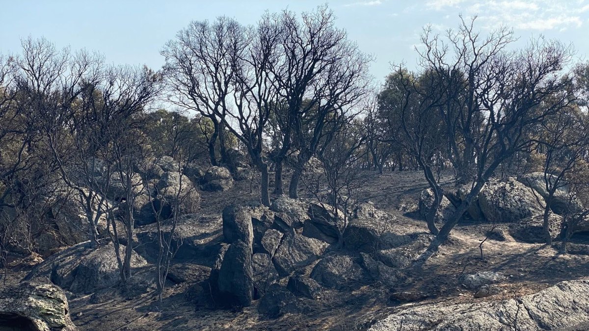 Efectos del fuego en Molezuelas (Zamora).