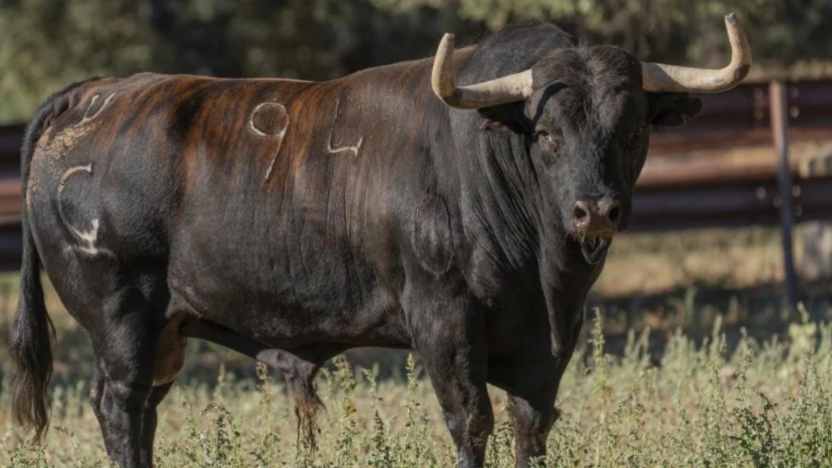 Saltavallas, Toro de la Vega 2025.