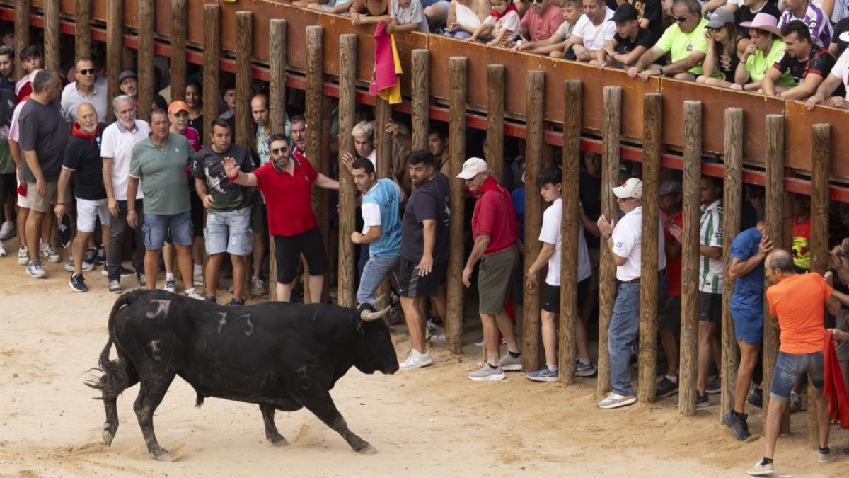 Imagen del encierro y la capea en Peñafiel