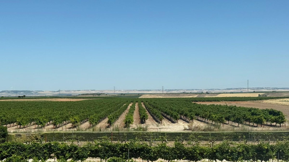 Viñedos en Rueda, Valladolid