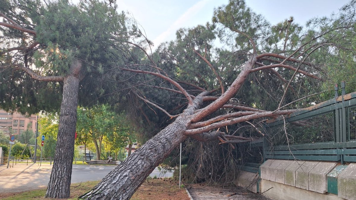 Un árbol se desploma sobre la Subdelegación del Gobierno en Valladolid.