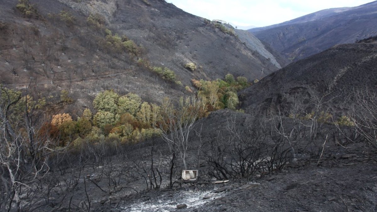 Efectos del incendio que ha afectado al municipio de Oencia (León).