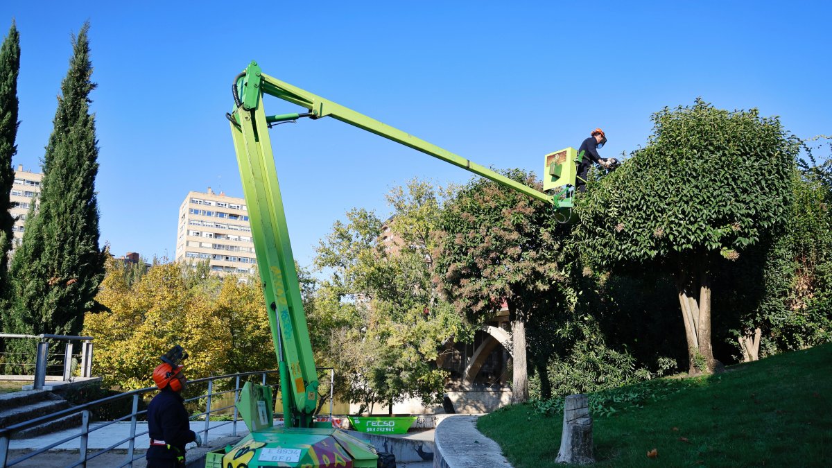 Un trabajador durante la campaña de poda de árboles y recogida de hojas en una imagen de archivo
