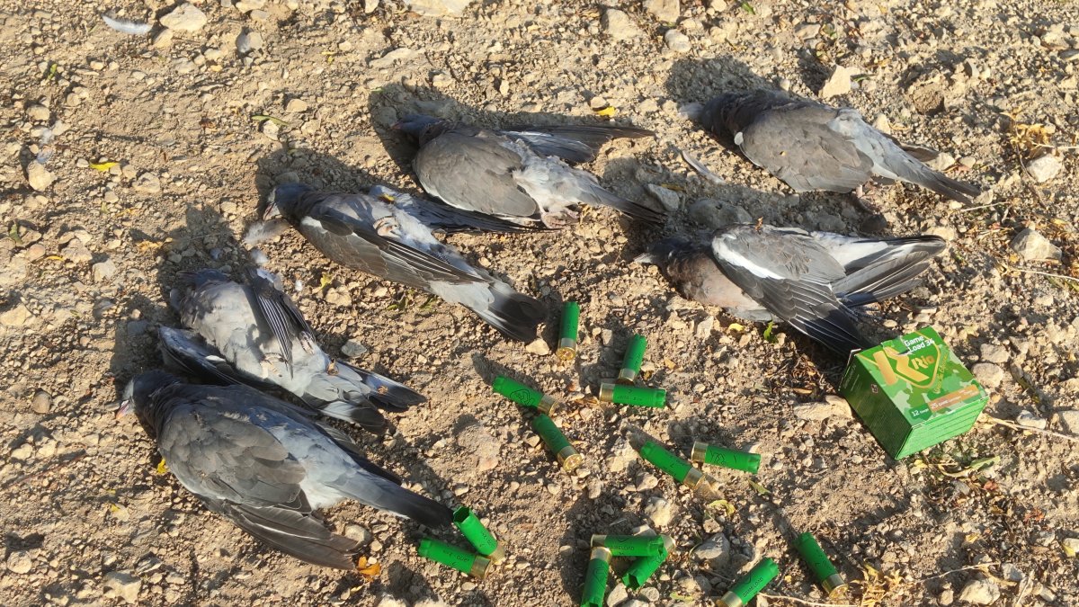 Media docena de palomas torcaces de la jornada inaugural.