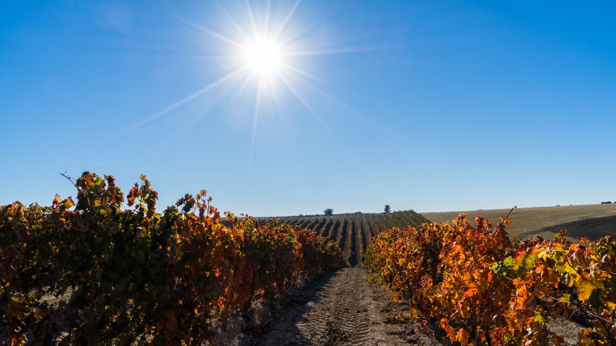 Vides de Pinea en Ribera de Duero en imagen de archivo