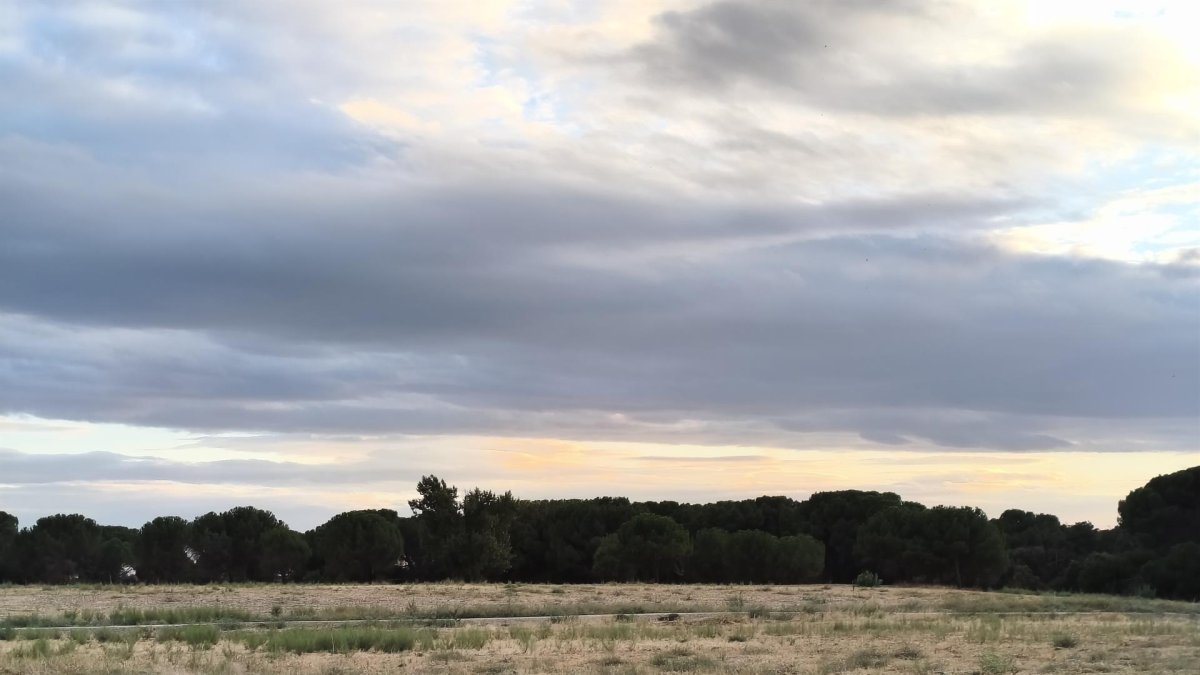 El pinar en el que se producen incendios al fondo, junto a la parcela de Pinar de Jalón recientemente desbrozada.