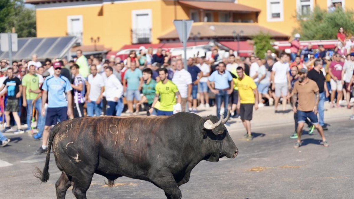 Torneo del Toro De la Vega 2025 en Tordesillas