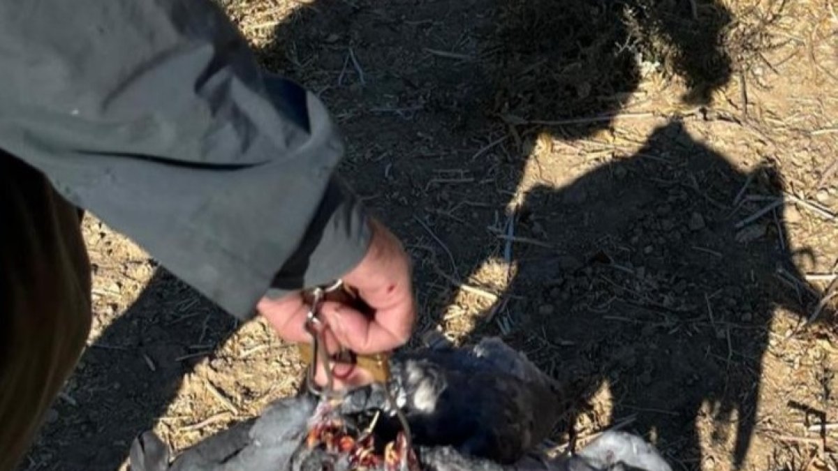 Manojo de palomas torcaces.