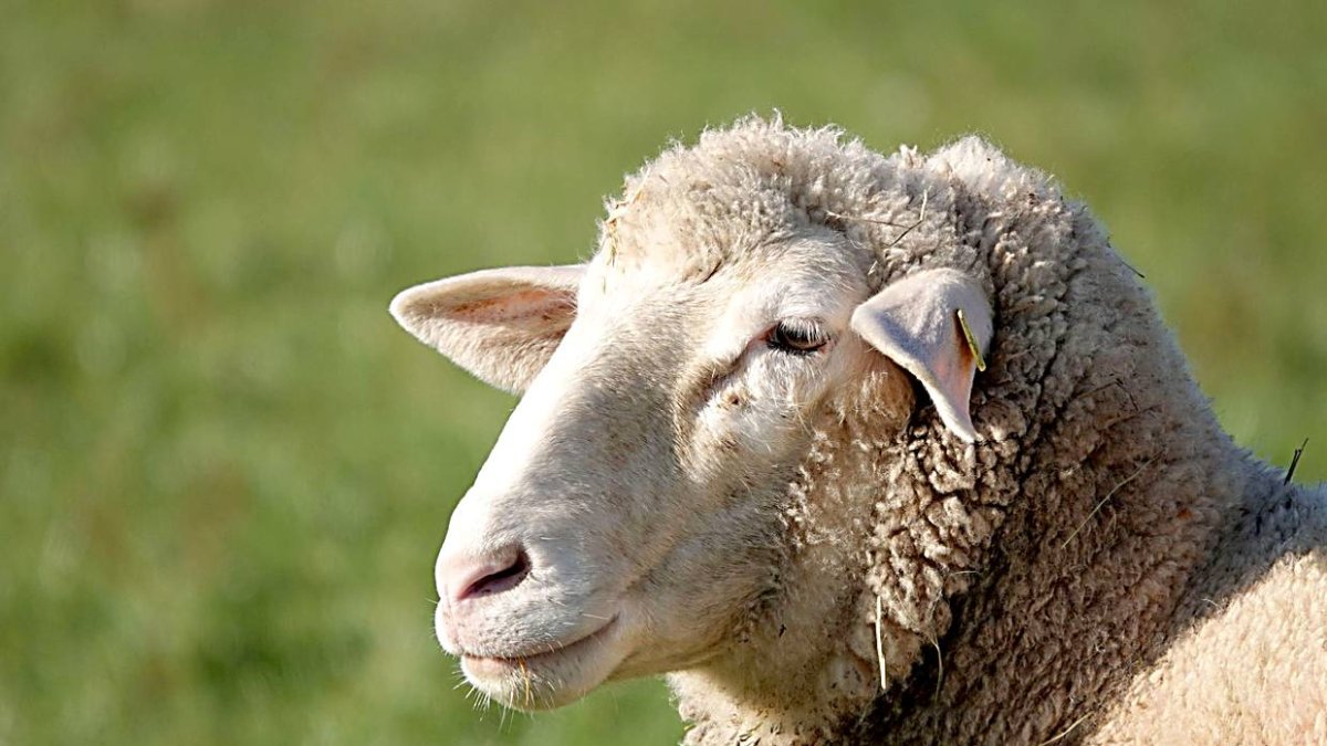 El ganado ovino es el más perjudicado por la lengua azul