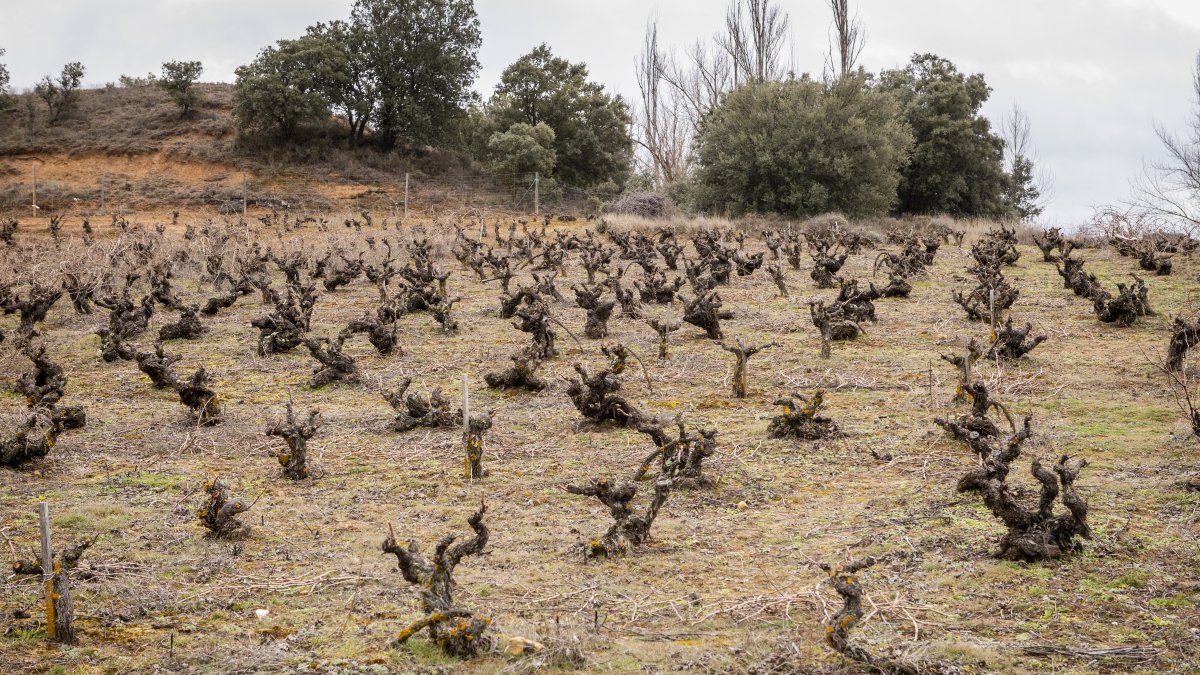 Viñedo en la provincia de Soria.
