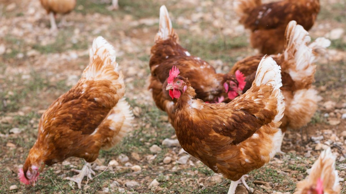 Gallinas en una imagen de archivo