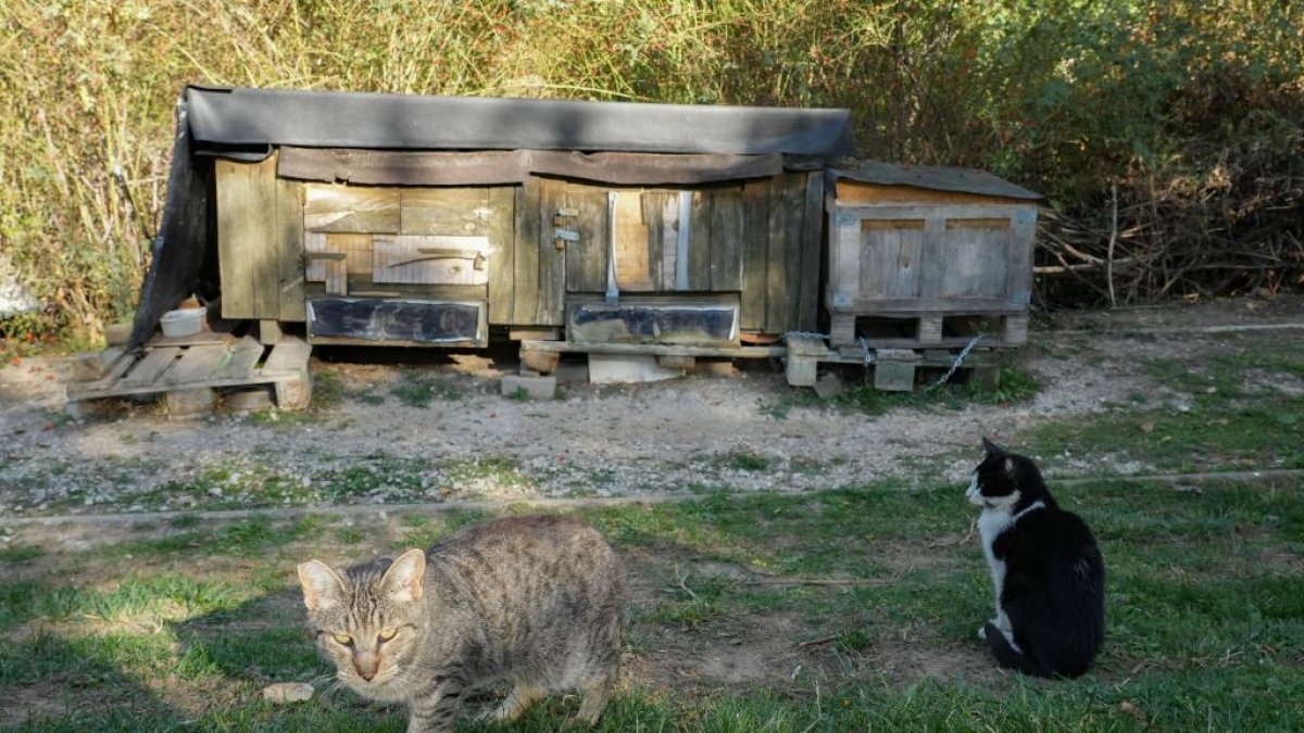 Dos ejemplares de una colonia felina junto al río.