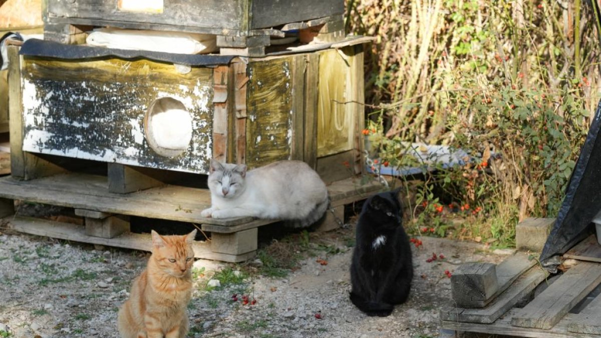 Una de las colonias de gatos callejeros de la ciudad en una imagen de archivo.