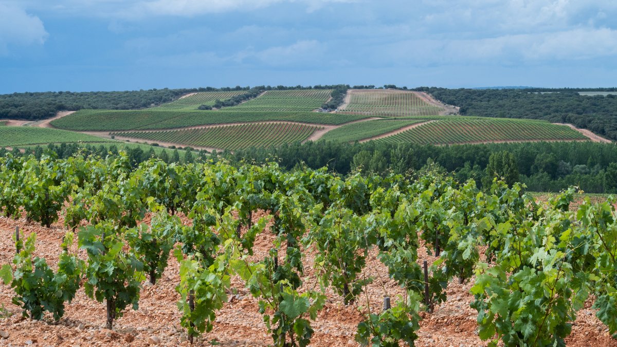 Vitis Navarra cuenta con una finca en Zayas de Báscones de 787 hectáreas, de las que 130 están plantadas con viñedo.