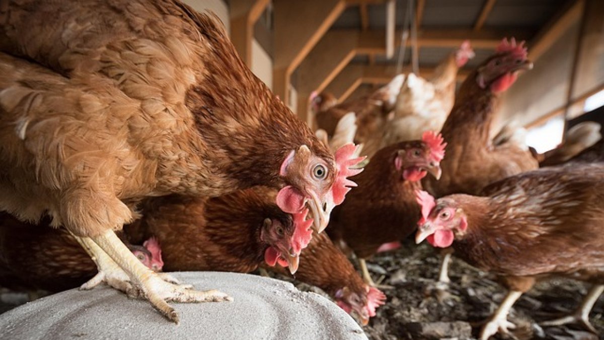 Imagen de archivo de gallinas