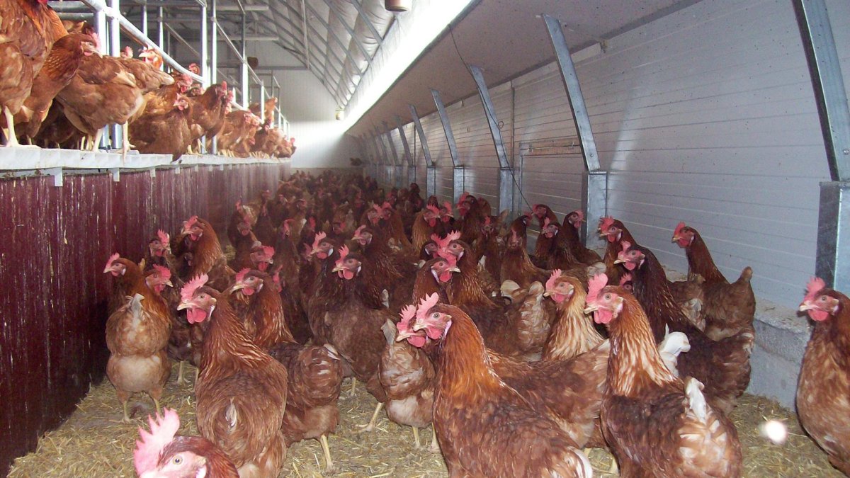Imagen de archivo de una explotación avícola.