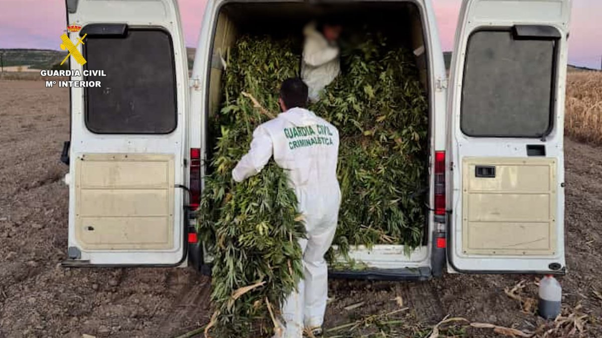 Incautación de plantas de marihuana en Valoria la Buena