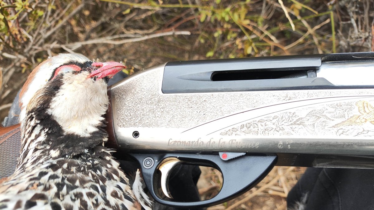 Perdiz roja abatida la pasada temporada en Simancas.