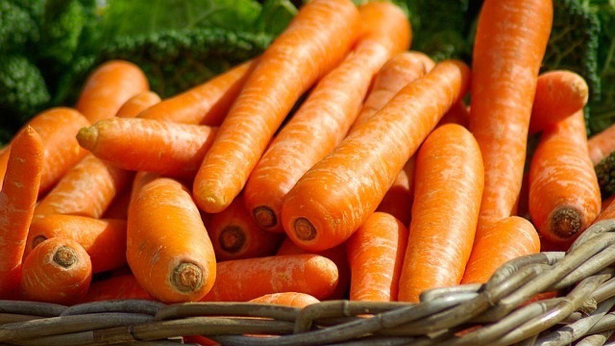 Zanahorias recién recolectadas