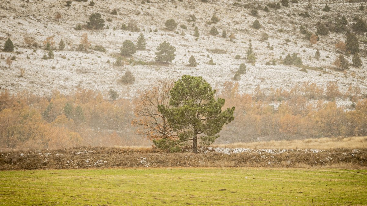 Finca en Soria ya sembrada con cereales de invierno.